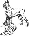 Boxers Sketch