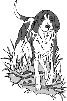 Hound Dog sketch