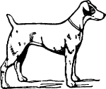Terrier Sketch