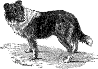 Border Collie